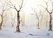 bosco con neve